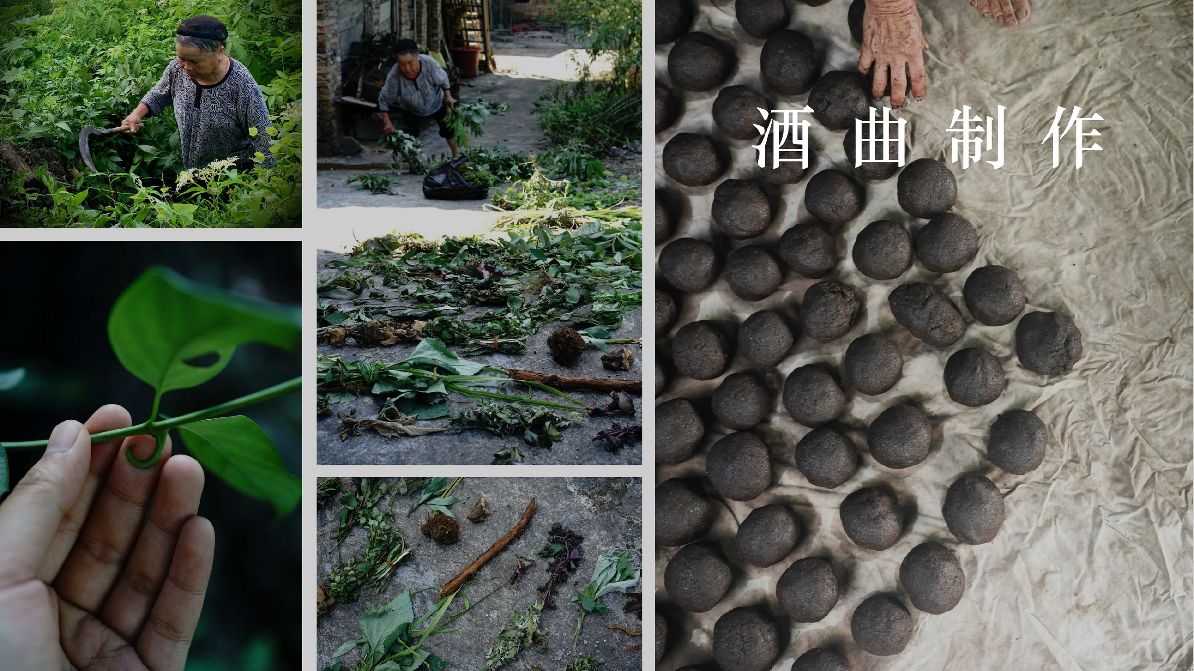 酒体色泽与香气示意